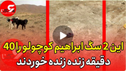 این 2 سگ ابراهیم کوچولو را 40...