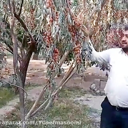 فروش نهال سنجد حاج حسین ۰۹۱۴۸۲...