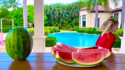 ناستیا و استیسی / ناستیا / ناس...