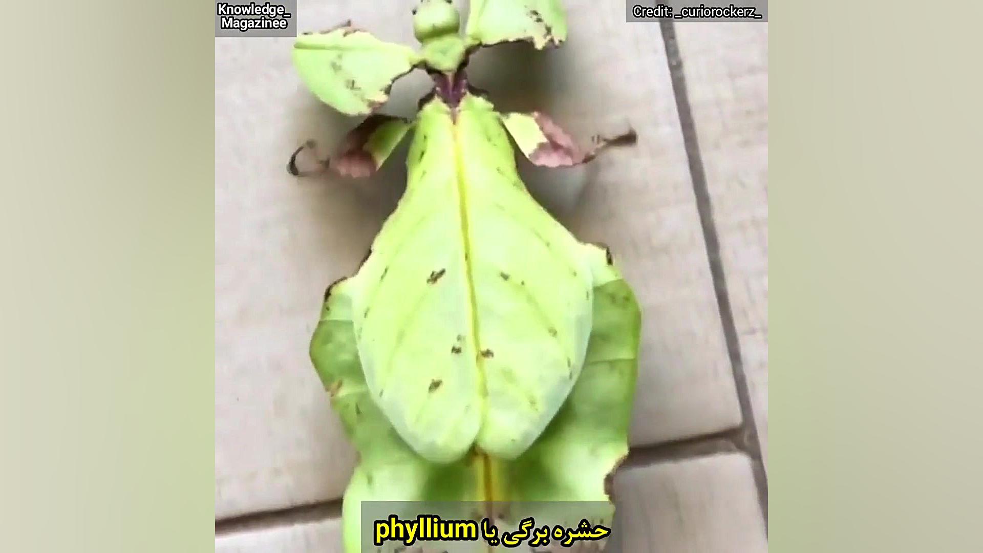 حشره برگی اما استون