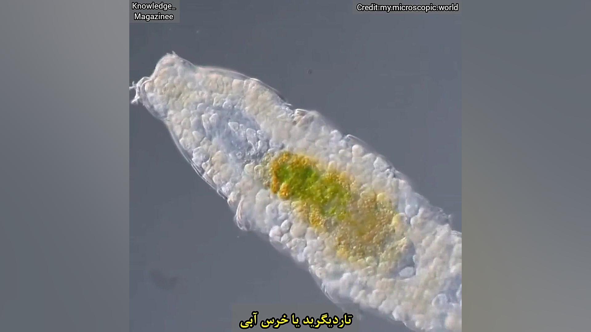تاردیگرید یا خرس آبی دندان پیش