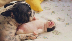 خنده دار ترین لحظات حیوانات