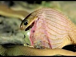 خوردن تخم شتر مرغ توسط مار!!!...