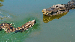 مستند حیات وحش  کروکودیل در بر...