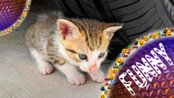 رد شدن از روی بچه گربه کیوت -...