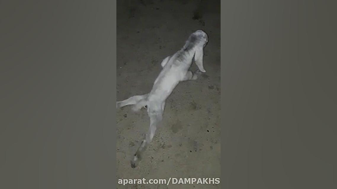 علایم سندرم بره های لرزان و فلجی ناشی از کمبود مس در بزغاله ۷ روزه دندان پیش