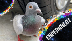 رد شدن از روی کبوتر با ماشین...