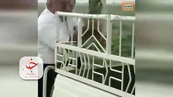 نجات جالب یک لاک پشت کمیاب