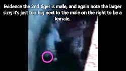 وحشت ببر های نر بنگال از شیر