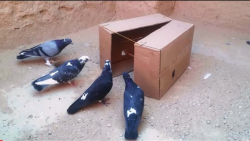 آموزش ساخت تله برای کبوتر و کف...