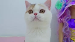 استیسی شو ناستیا شو استیسی ناس...