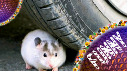 رد شدن از روی همستر کوچولوی کی...