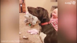 کلیپ سگ ها  حیوانات خانگی  بام...