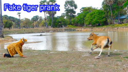 ببر فیک در مقابل گاو  کلیپ طنز...