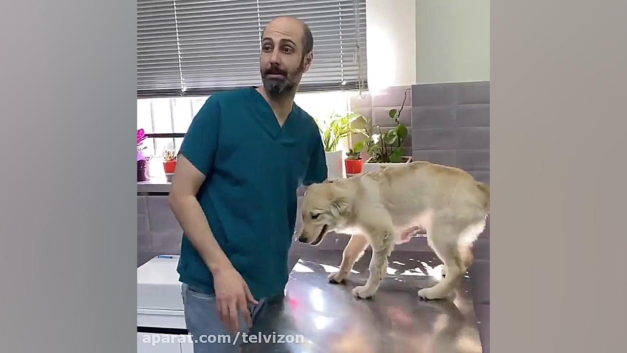 معاینه یه سگ شیطون در مطب دامپزشکی لیپوست