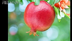 کلیپ کوتاه عاشقانه درباره خدا