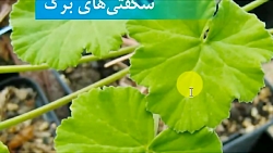 علوم ششم - درس یازدهم جلسه اول (برگ و غذاسازی)
