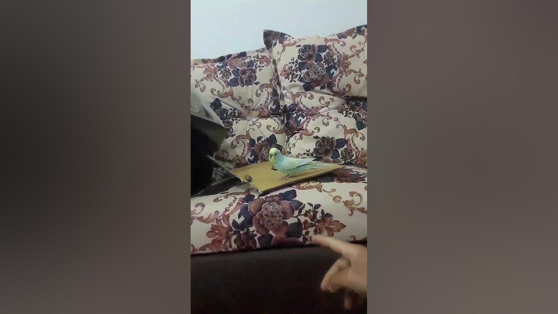 مرغ عشق بازیگوش۱ زمان296ثانیه