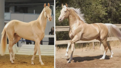 فیلم جذاب اسبهای خنده دار و زی...