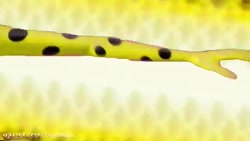 تبدیل جدید مرینت به دختر کفشدو...