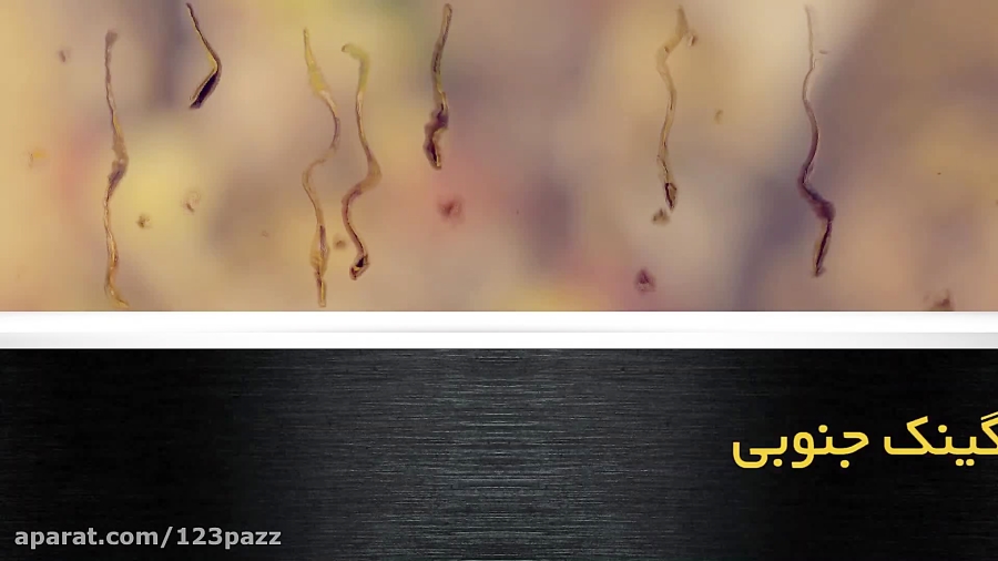 آموزش آشپزی: رنگینک جنوبی