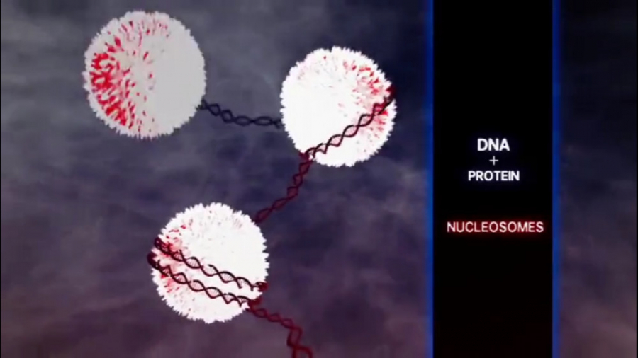 بررسی ساختار DNA TAVI