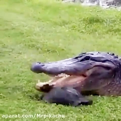 نبرد تمساح و لاک پشت.جنگ حیوان...