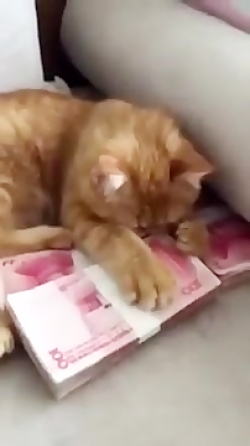 گربه ی پول پرست.....