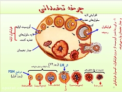 دستگاه تناسلی فرد ماده