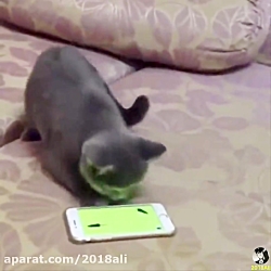 خنده دار ترین گربه های دنیا حت...