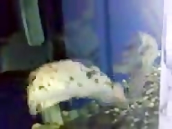 ماهی که تو آینه خودش را میبینه...