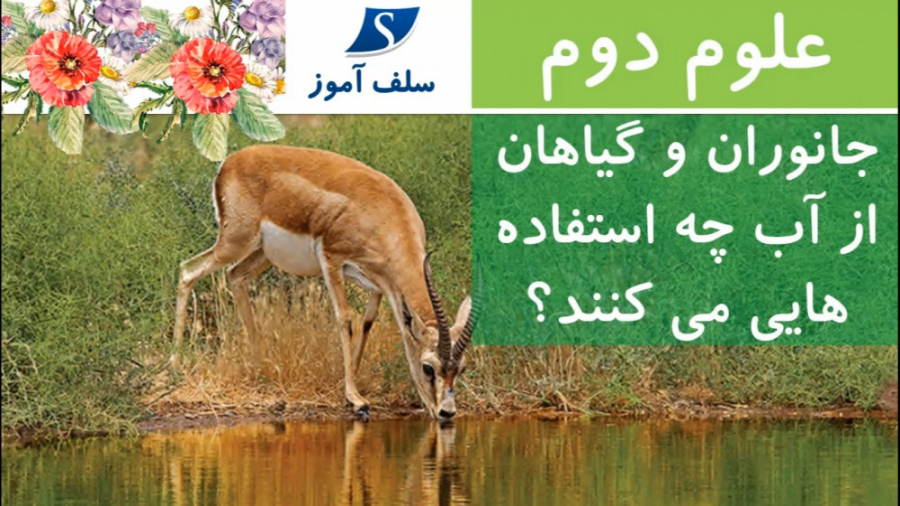 فیلم جانوران و گیاهان از آب چه استفاده هایی می کنند علوم دوم ویدیو کلیپ فیلم رود