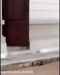 یک تیکه از فیلم جوخه انتحار 2