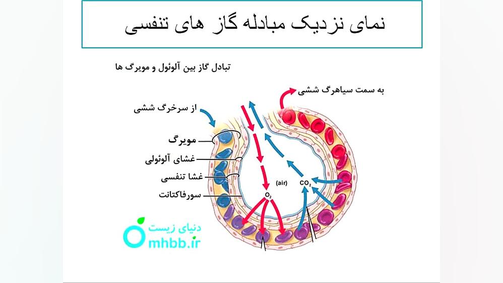 علم هفتم. دستگاه تنفسی. بخش دوم لیپوست