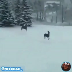 دوبله خنده دار  کلیپ خنده دار...