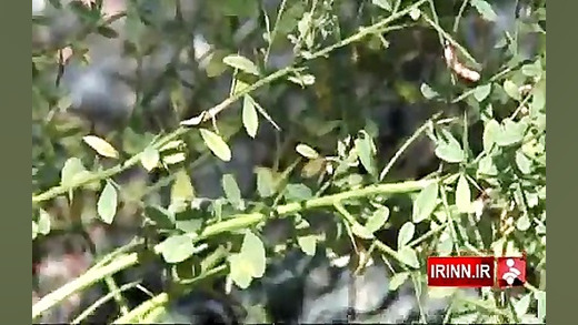 خواص گیاه خارشتر زمان58ثانیه