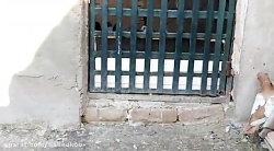کفتر سینه زرد عروسک