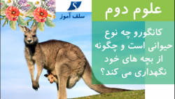 کانگورو چه نوع حیوانی است و چگونه از بچه های خود نگهداری می کند؟ علوم دوم