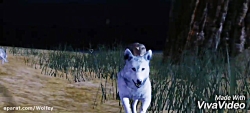 بازی ultimate wolf sim 2