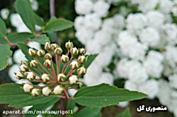 همه چیز درباره تکثیر و نگهداری...