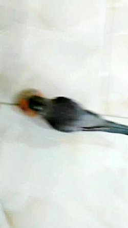 توپ بازی عروس هلندی من