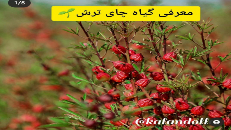 معرفی گیاه چای ترش زمان110ثانیه