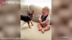 بازی توله سگ ها با نوزادان / ح...