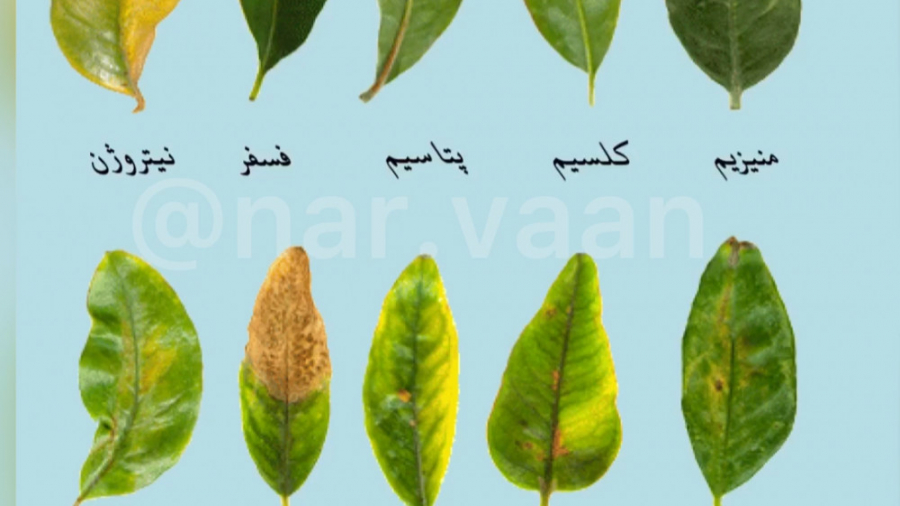 علائم و نحوه تشخیص کمبود عناصر در گیاهان قسمت ۳ برداشتن خال گوشتی