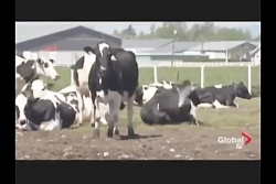 تفاوت شیر معمولی و شیر ارگانیک...