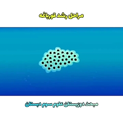 کلاس سوم الف - علوم - مراحل رشد قورباغه