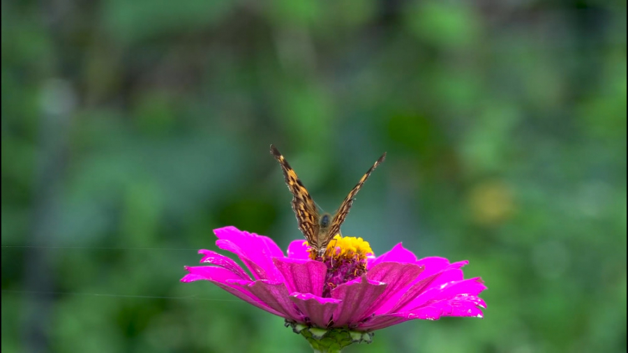 دعای برای زیبایی پوست و صورت شیخ محمد صالح پردل بررسی لک صورت