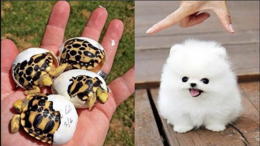 کلیپ حیوانات خانگی  اهلی و وحش...