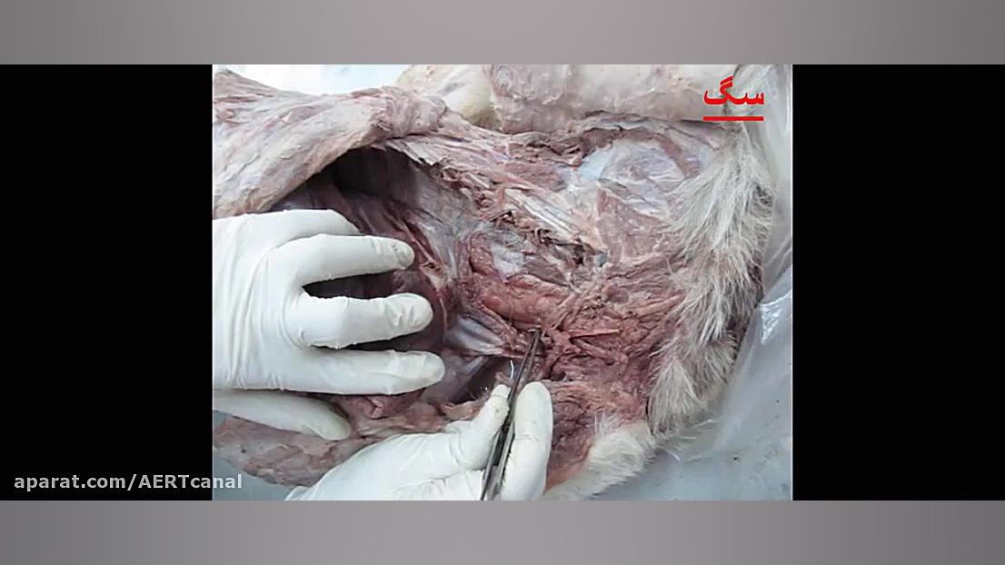 کلاس مجازی عملی آناتومی توپوگرافیک دامپزشکی، قفسه سینه، بخش اول جرمگیری