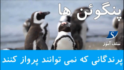 پنگوئن ها پرندگانی که نمی توانند پرواز کنند